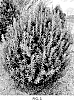 Ilex%20crenata%20x%20I.%20maximowicziana%20%27RutHol10%27