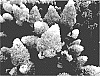 Hydrangea%20paniculata%20%27Bokorubs%27