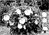 Hibiscus%20hybrid%20%28L.%29%20%27Marshmallow%20Moon%27