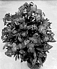 Erysimum%20hybrida%20%27Doeryinbril%27