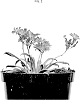 Lewisia%20cotyledon%20%27LOCORA3519%27