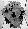 Euphorbia%20pulcherrima%20Willd.%20ex%20Klotzsch%20X%20Euphorbia%20cornastra%20%27Bonpri%201482%27