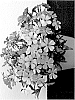 Phlox%20hybrida%20%27DOPHLOWOBLU%27