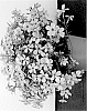 Phlox%20hybrida%20%27DOPHLOWOPER%27