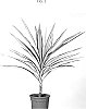 Yucca%20guatemalensis%20%27YUGOSTA03%27