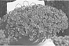 Calibrachoa%20sp.%20%27KLECA22915%27