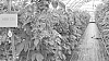 Rubus.%20idaeus%20L%20%27ABB%20135%27