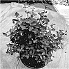 Symphoricarpos%20X%20doorenbosii%20%27Kolmapinpos%27