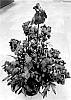 Erysimum%20hybrida%20%27Doeryinyo%27