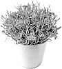 Dianthus%20caryophyllus%20L.%20%27KLEDG23450%27