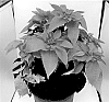 Euphorbia%20pulcherrima%20Willd.%20ex%20Klotzsch%20X%20Euphorbia%20cornastra%20%27Bonpri%201495%27