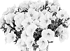 Petunia%20X%20hybrida%20%27Dopetswepop%27