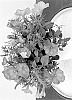 Petunia%20X%20hybrida%20%27WNPETSTPER23%27