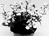 Nemesia%20hybrida%20%27INNEMCONUT%27