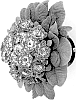 Primula%20vulgaris%20%27KERBELRIP%27