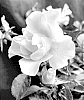 Rosa%20hybrida%20%27VLR12062%27