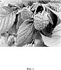 Rubus%20idaeus%20%27N1237057%27