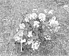 Hydrangea%20quercifolia%20%27Oakann1588%27