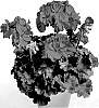 Pelargonium%20zonale%20x%20P.%20peltatum%20interspecific%20hybrid%20%27PacPX18593%27