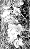 Helleborus%20niger%20%27Hollowtop%20Mountain%27