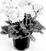 Primula%20elatior%20%27KERANNAWIT%27