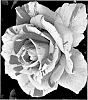 Rosa%20hybrida%20%27LIMsummer%27