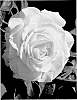 Rosa%20hybrida%20%27ALTgolddragon%27