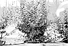 Vaccinium%20corymbosum%20L.%20%27BLUECSOL3%27