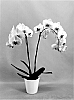 Phalaenopsis%20hybrid%20%27PHA474649%27
