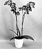 Phalaenopsis%20hybrid%20%27PHA882884%27