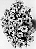 Petunia%20Juss.%20%27DPETAMPLUC%27