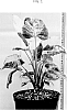 Homalomena%20rubescens%20%27HUTAHM06%27