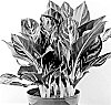 Aglaonema%20hybrida%20%27MUKLACY%27