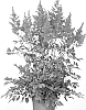 Astilbe%20chinensis%20X%20Astilbe%20arendsii%20%27Go%20Go%20Red%27