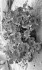 Calibrachoa%20parviflora%20%27Docalblore%27