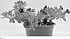 Calibrachoa%20sp.%20%27WNCALSBBL24%27