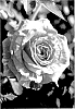 Rosa%20hybrida%20%27ALTtictac%27