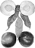 Prunus%20persica%20var.%20nucipersica%20%27Flavor%20Fire%27