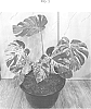 Monstera%20deliciosa%20%27HUTAMT41%27