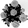Rosa%20hybrida%20%27KORpot130%27