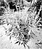 Vitex%20agnus-castus%20%27Bailtexfour%27