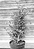 Buxus%20henryi%20X%20sempervirens%20%27HER2008114%27