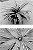 x%20Mangave%20times%20x%20Agave%20hybrid%20%27Touch%20of%20Frost%27