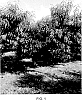 Prunus%20persica%20%27CaroRes%20Wonder%27