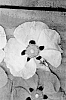 Cistus%20purpureus%20%27MBNcistus2023%27