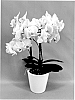 Phalaenopsis%20hybrid%20%27PHA682000%27