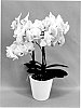 Phalaenopsis%20hybrid%20%27PHA682000%27