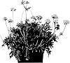 Scabiosa%20hybrid%20%27Ichbu2005%27