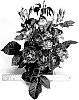 Rosa%20hybrida%20%27WEKblufstow%27