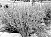 Baptisia%20hybrid%20%27Grape%20Escape%27